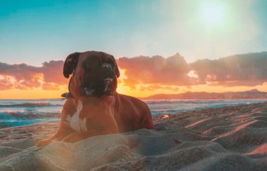 Hayvanlar, zayıf köpek, boksör cinsi