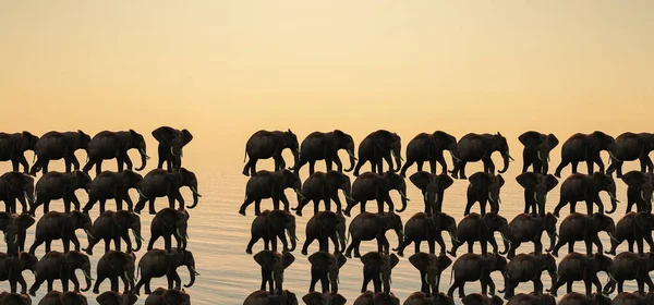 Illustration Elephants Sunset — Foto de Stock