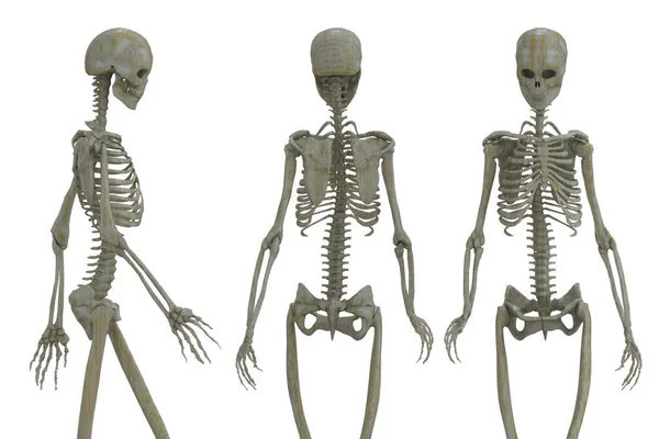 Illustration Skeletons Isolated Concept Medical — Stok fotoğraf