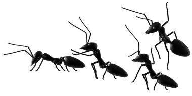 concept work, team of ants  3d illustration