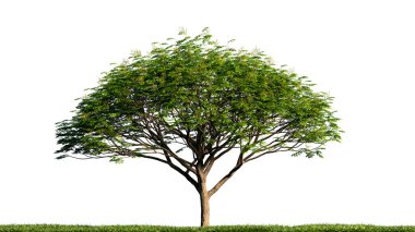 3d illustration, tree isolated ,concept nature