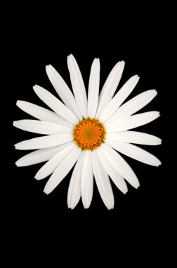 Daisy siyah