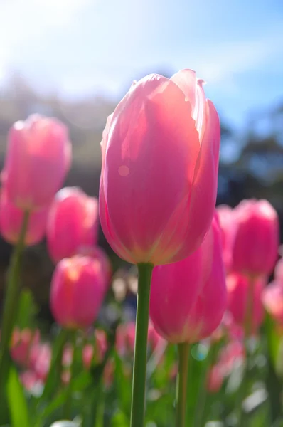 Tulips closeup — Stock Photo, Image