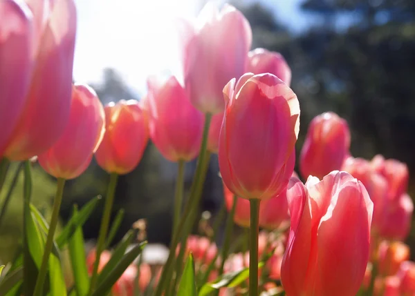 Tulipanes primer plano —  Fotos de Stock