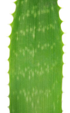 aloe tesisi