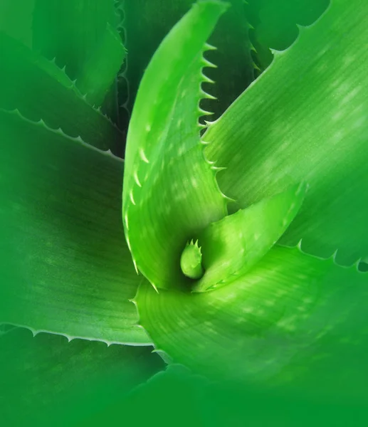 Aloe Pflanze — Stockfoto