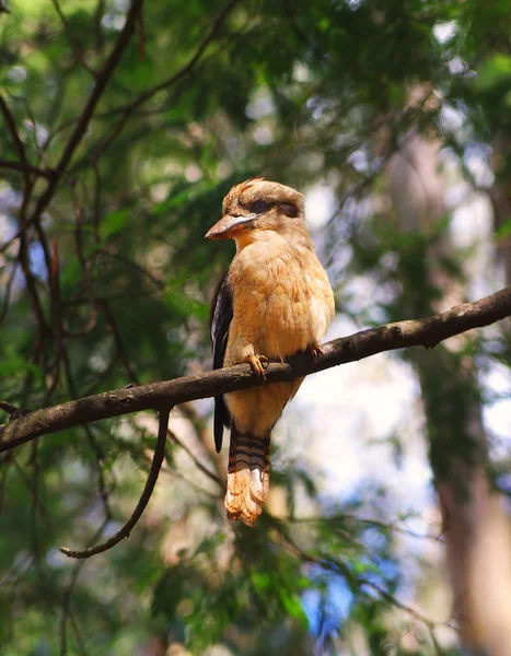 Kookaburra – stockfoto