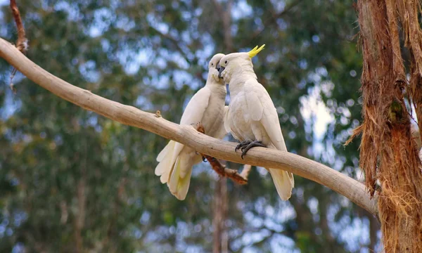 Cockatoos Çift — Stok fotoğraf