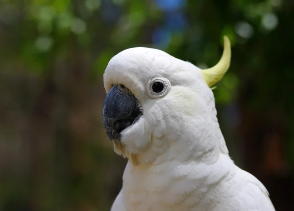 Cockatoo — Stock Photo, Image