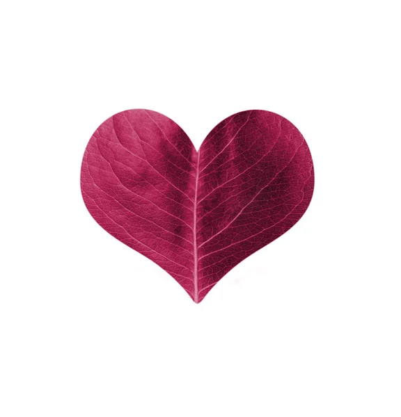 Leaf hjärta — Stockfoto