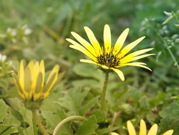 Flor — Fotografia de Stock