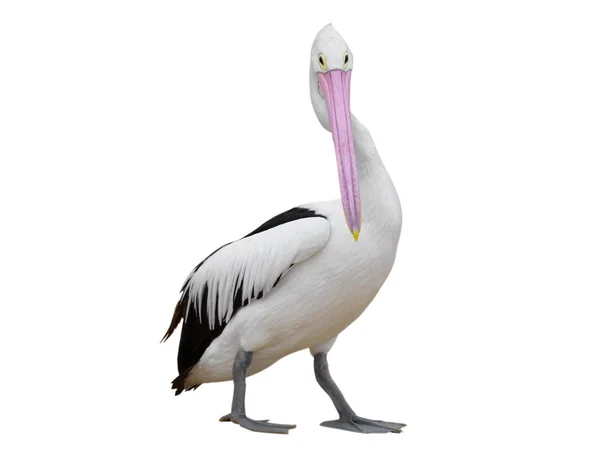 Pelikan — Stok fotoğraf