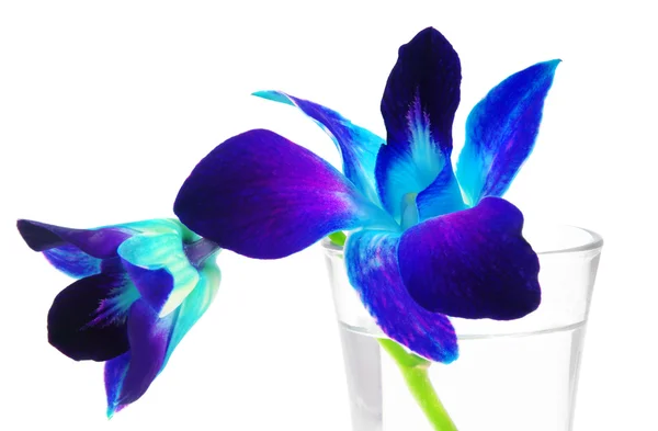 Purple orchid — Stock Photo, Image