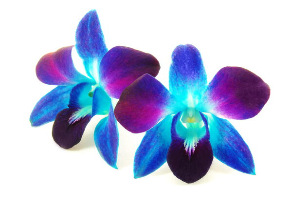 Пурпурная орхидея
