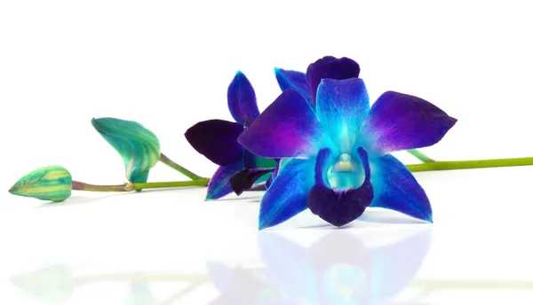 Пурпурная орхидея — стоковое фото
