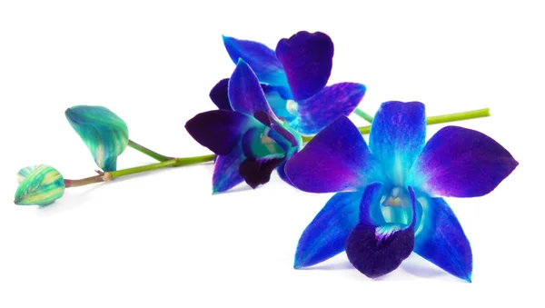 Purple orchid — Stock Photo, Image