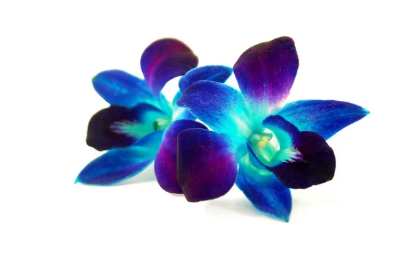 Пурпурная орхидея — стоковое фото