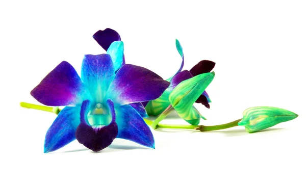 Orchidée pourpre — Photo