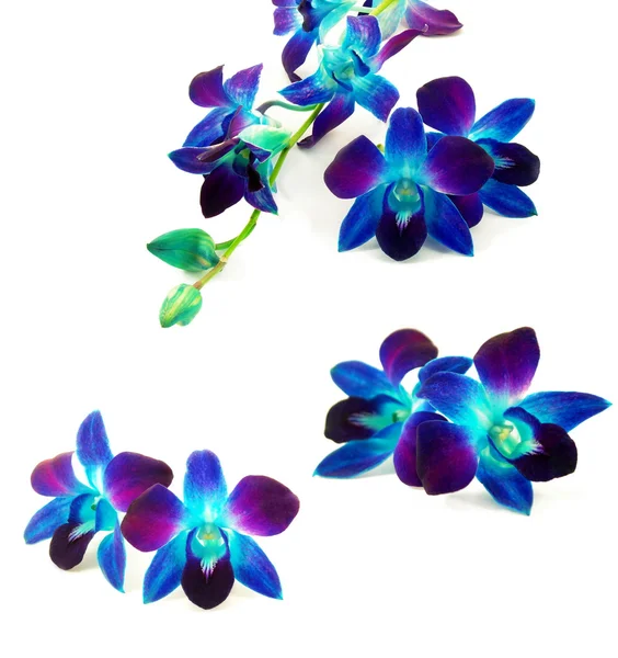 Orchidées violettes — Photo