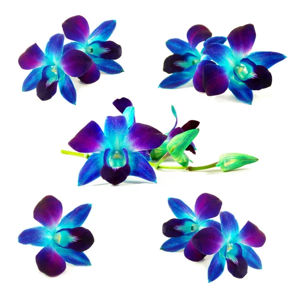 Пурпурные орхидеи — стоковое фото