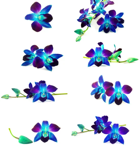 Mor orkideler — Stok fotoğraf