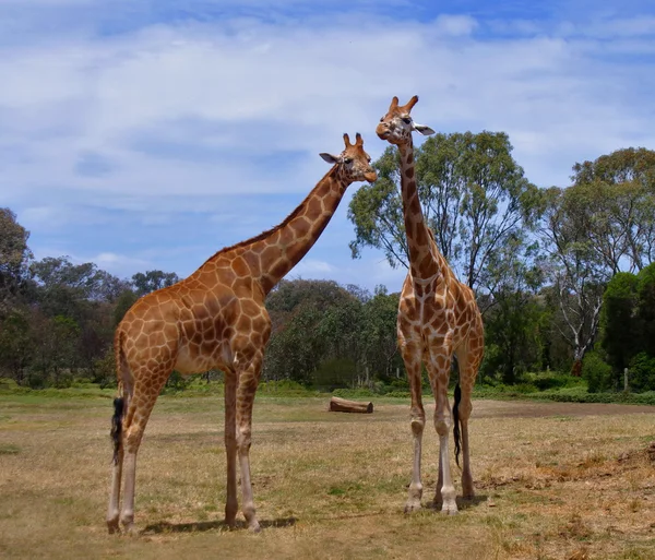 Girafas — Fotografia de Stock