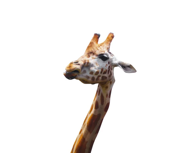 Giraff porträtt — Stockfoto