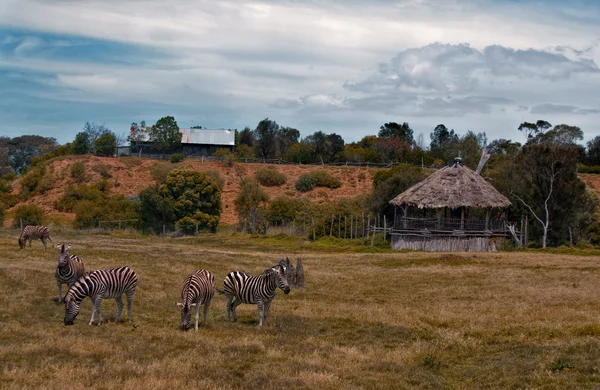 Zebras in nature — Stock Photo, Image