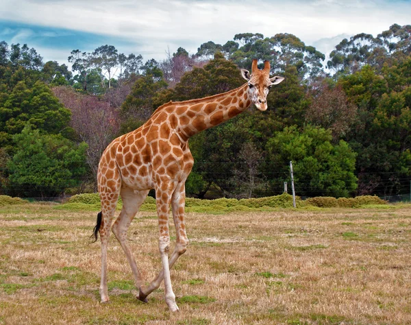 Giraffe — Stock Photo, Image