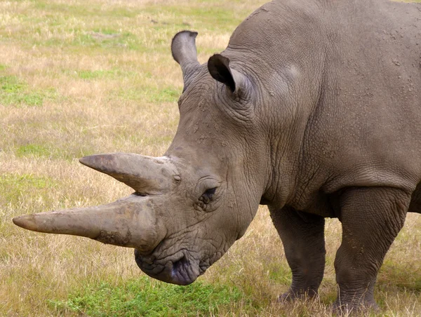 Nashorn in der Natur — Stockfoto