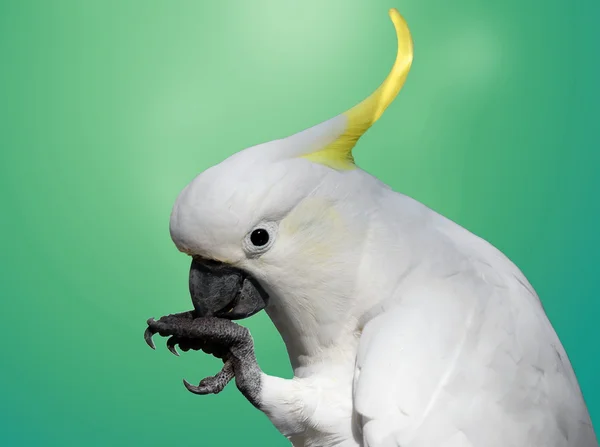 Cockatoo — Stock Photo, Image