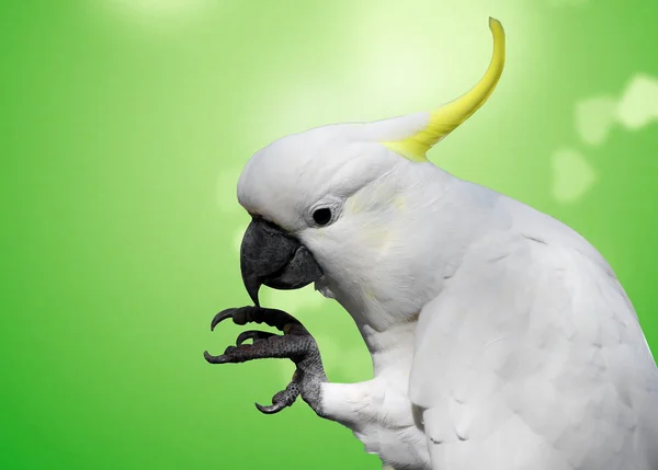 Cockatoo — Stock Photo, Image