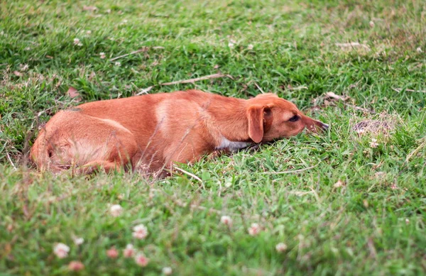 Stray Dog Puppy Alone Outdoors — Stock Photo, Image