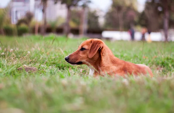 Cachorro Perro Callejero Solo Aire Libre — Foto de Stock