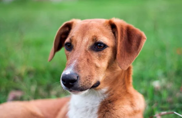 Stray dog puppy alone outdoors