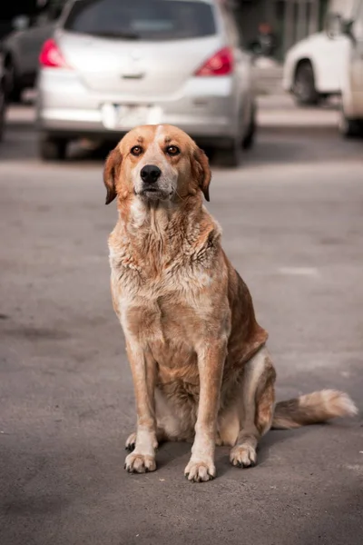 Stray dog puppy alone outdoors