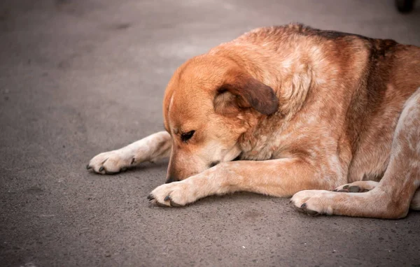 Безпритульний Цуценя Собаки Відкритому Повітрі — стокове фото