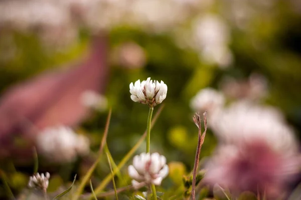 Spring Grass Flowers — Fotografia de Stock