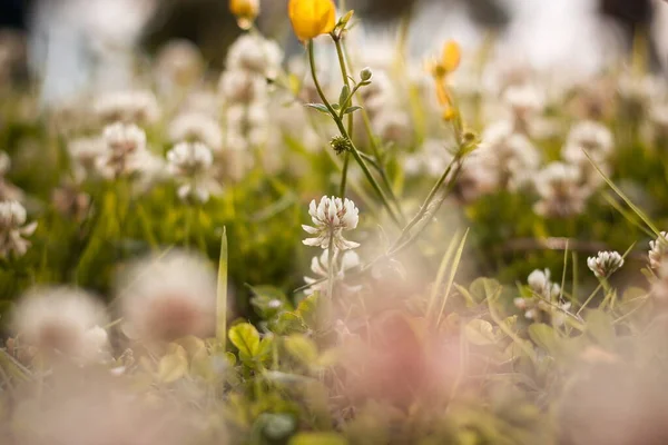 Spring Grass Flowers — Fotografia de Stock