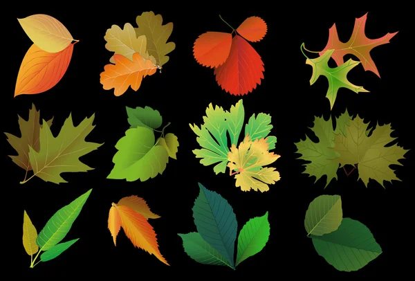 Ensemble de feuilles d'arbres différents — Image vectorielle
