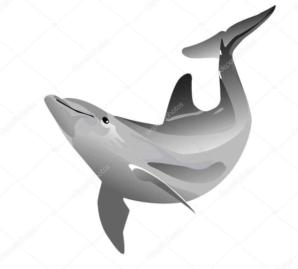 Delfin Schwarz Weiss Vectores Graficos Imagenes Vectoriales Depositphotos