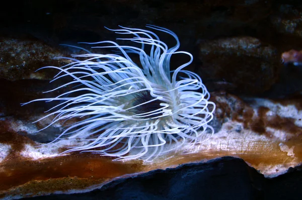 Criatura marinha incomum — Fotografia de Stock