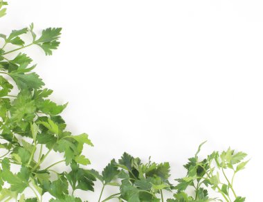 taze ot maydanoz üzerinde beyaz izole