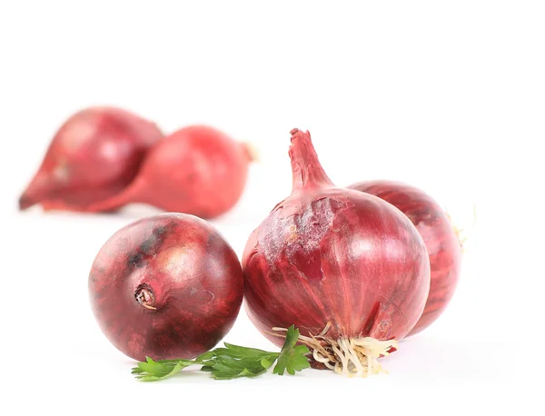 Onion vegetable closeup on white background — Stock Photo, Image