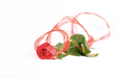 Beyaz arkaplanda izole edilmiş tek kırmızı gül çiçeği