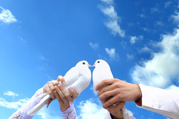 Tauben zur Hochzeit. — Stockfoto