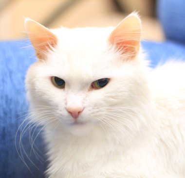 beyaz kedi.