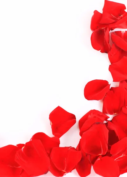 Рамка из красивых лепестков роз — стоковое фото