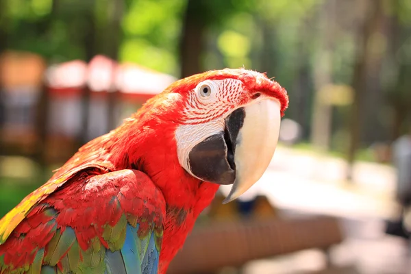 Macaw sentado no ramo — Fotografia de Stock