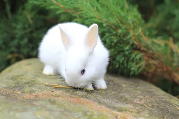 Divertido lindo conejo blanco con ojos azules. — Foto de Stock